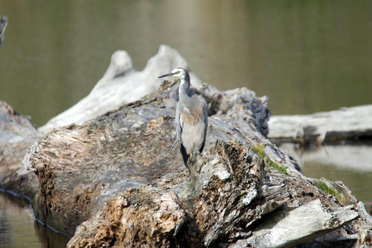 White-faced Heron (Egretta novaehollandiae)